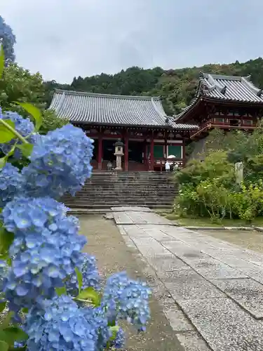矢田寺の本殿・本堂