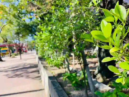 若宮八幡社の自然