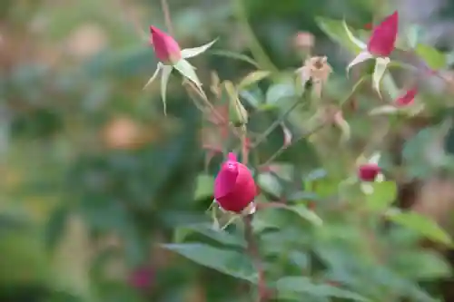 阿久津「田村神社」（郡山市阿久津町）旧社名：伊豆箱根三嶋三社の庭園
