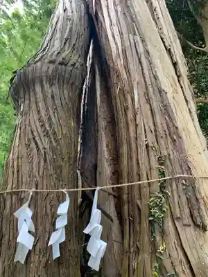 若宮八幡神社の自然