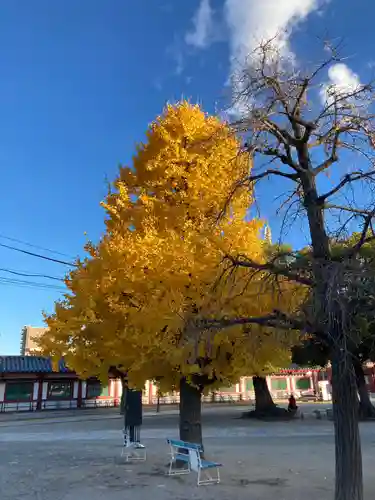 四天王寺の自然