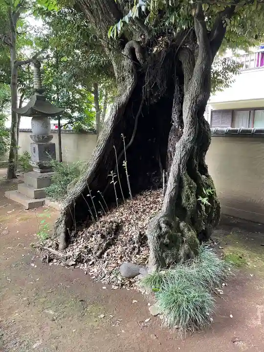 天王寺(東京都)