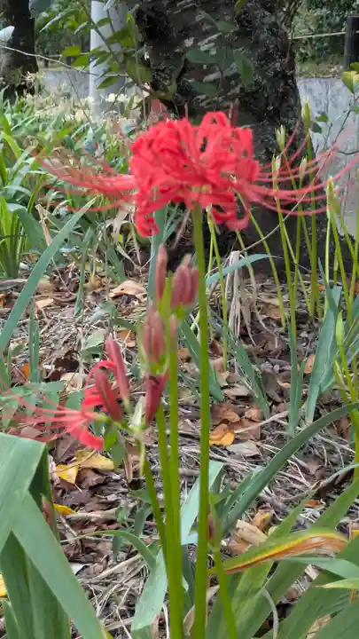 平野神社(京都府)