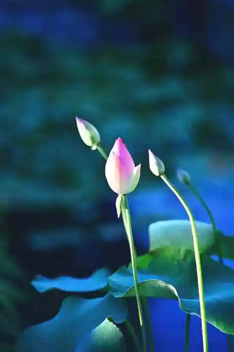 浄土寺(兵庫県)