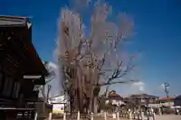 葛飾八幡宮(千葉県)