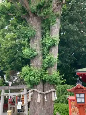 川越八幡宮の{uncategorized: "未分類", other: "その他", undefined: "問題あり", building: "その他建物", grave: "お墓", sacred_gate: "鳥居", guardian: "狛犬", statue: "像", buddha: "仏像", history: "歴史", nature: "自然", garden: "庭園", animal: "動物", pagoda: "塔", temizu: "手水舎", mountain_gate: "山門・神門", sanctuary: "本殿・本堂", subordinate: "末社・摂社", art: "芸術", scenery: "景色", jizo: "地蔵", ema: "絵馬", goshuin: "御朱印", omikuji: "おみくじ", items: "授与品その他", amulet: "お守り", goshuincho: "御朱印帳", eats: "食事", festival: "お祭り", votive_dance: "神楽", shichigosan: "七五三参", wedding: "結婚式", experience: "体験その他", initially: "初詣", around: "周辺", anti_infection: "感染症対策"}