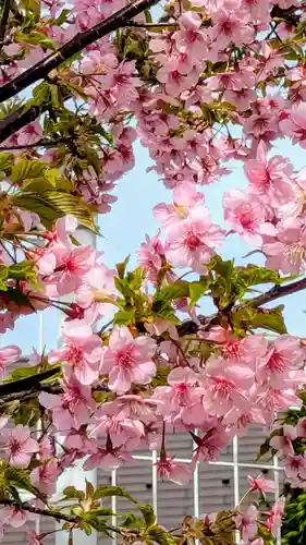 駒込妙義神社の自然