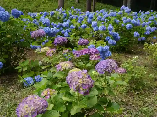 塩船観音寺の庭園