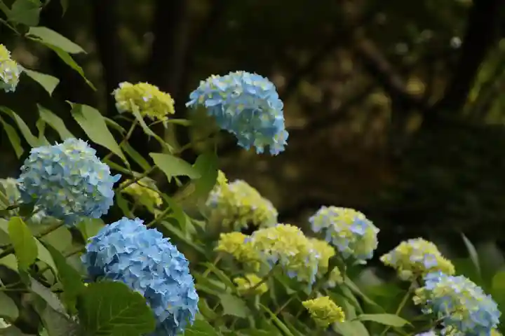 高幡不動尊 金剛寺の自然