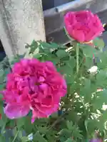 上野東照宮の自然