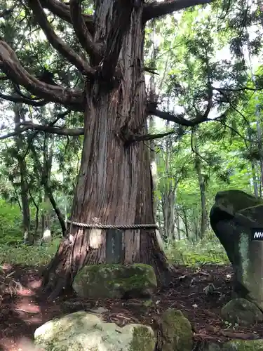 戸隠神社火之御子社の自然