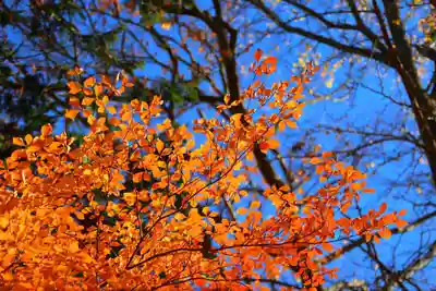 青柳神社の自然
