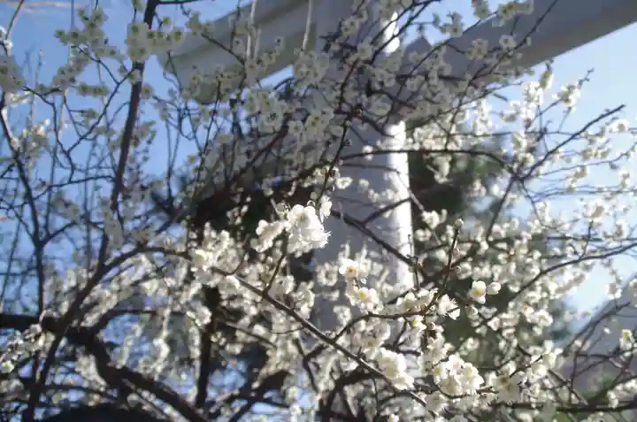 新宿下落合氷川神社の自然