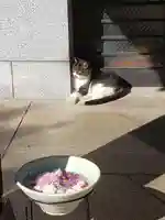 白金氷川神社の動物