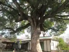 平野神社(京都府)