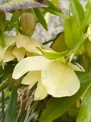 岡部春日神社～👹鬼門よけの🌺花咲く🌺やしろ～(福島県)