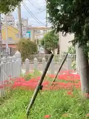 泊神社の自然