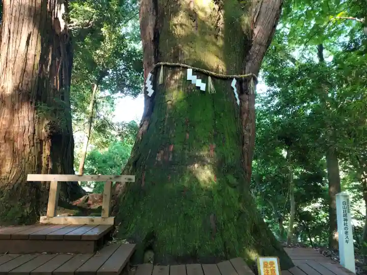 白山比咩神社の{uncategorized: "未分類", other: "その他", undefined: "問題あり", building: "その他建物", grave: "お墓", sacred_gate: "鳥居", guardian: "狛犬", statue: "像", buddha: "仏像", history: "歴史", nature: "自然", garden: "庭園", animal: "動物", pagoda: "塔", temizu: "手水舎", mountain_gate: "山門・神門", sanctuary: "本殿・本堂", subordinate: "末社・摂社", art: "芸術", scenery: "景色", jizo: "地蔵", ema: "絵馬", goshuin: "御朱印", omikuji: "おみくじ", items: "授与品その他", amulet: "お守り", goshuincho: "御朱印帳", eats: "食事", festival: "お祭り", votive_dance: "神楽", shichigosan: "七五三参", wedding: "結婚式", experience: "体験その他", initially: "初詣", around: "周辺", anti_infection: "感染症対策"}