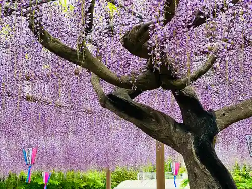 曼陀羅寺の自然