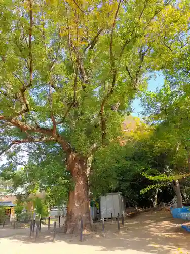屯倉神社(大阪府)