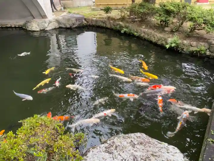 豊川閣 妙厳寺の動物