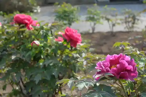 時宗総本山 遊行寺（正式：清浄光寺）の自然