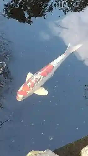 伊勢神宮内宮（皇大神宮）の動物