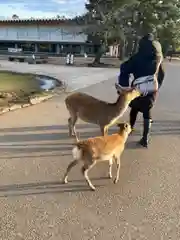 氷室神社の動物