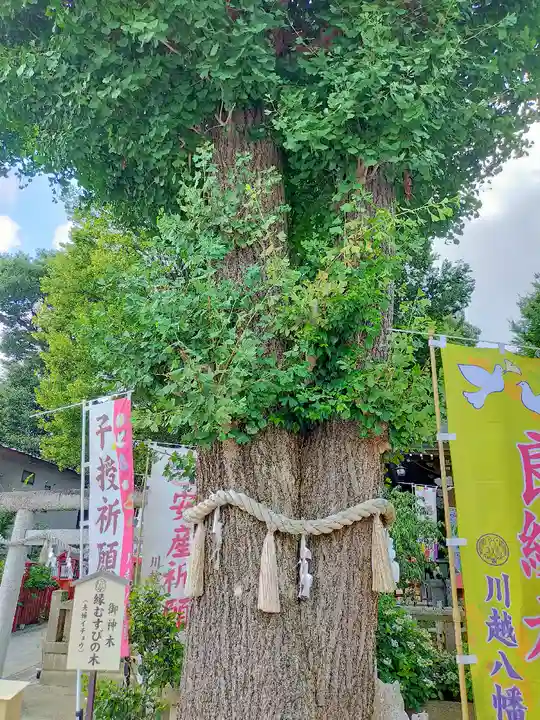 川越八幡宮の自然