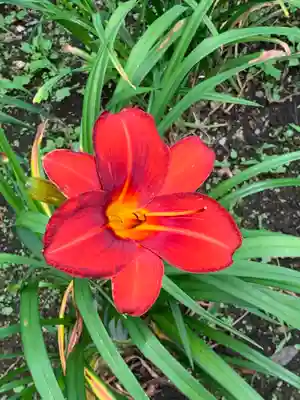 熊野堂神社の自然