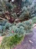 光照院門跡(京都府)