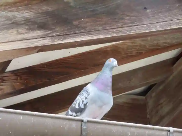 今市報徳二宮神社の動物