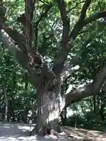 相馬神社の自然