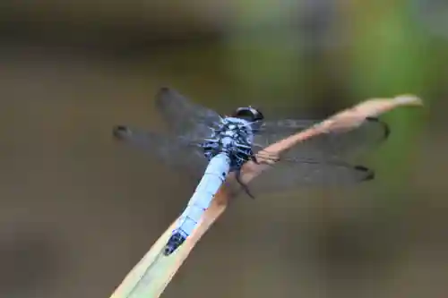 鹿島神宮の動物