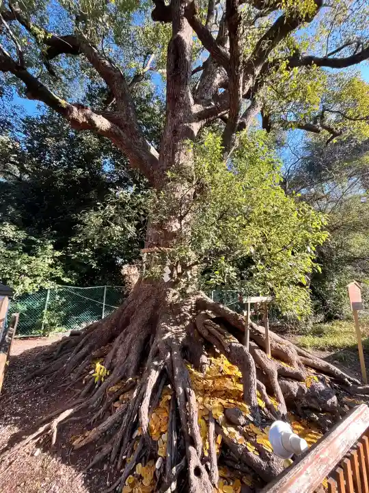 和泉國一之宮 大鳥大社(大阪府)