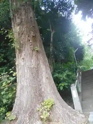 中里神社の自然