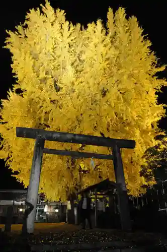 丹生酒殿神社の鳥居