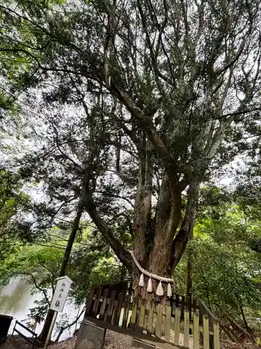 安房神社(千葉県)