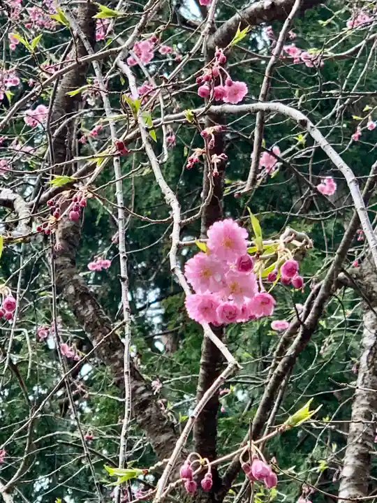 土津神社|こどもと出世の神さまの自然