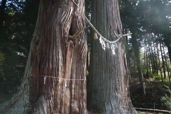 夏井諏訪神社の自然