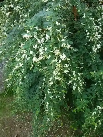 横浜 西方寺の自然