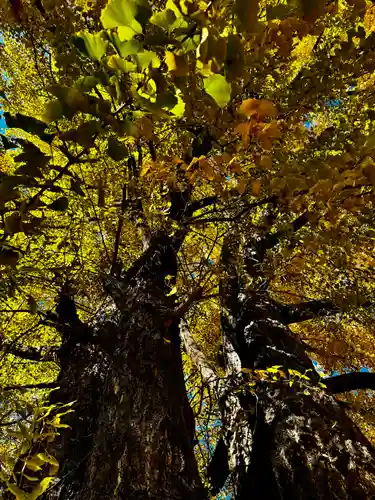 三栖神社(京都府)