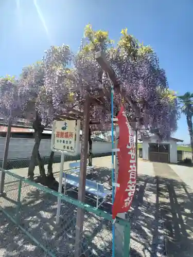 谷中如意輪観音の自然