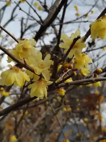 宝登山神社奥宮(埼玉県)