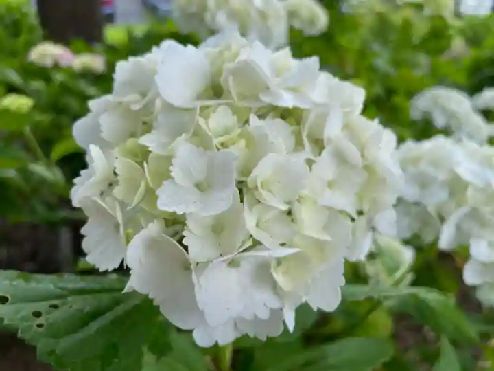 二本松寺の自然