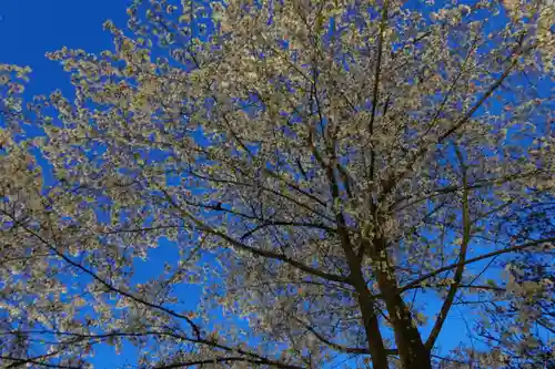 平野神社の自然