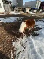 白人神社の{uncategorized: "未分類", other: "その他", undefined: "問題あり", building: "その他建物", grave: "お墓", sacred_gate: "鳥居", guardian: "狛犬", statue: "像", buddha: "仏像", history: "歴史", nature: "自然", garden: "庭園", animal: "動物", pagoda: "塔", temizu: "手水舎", mountain_gate: "山門・神門", sanctuary: "本殿・本堂", subordinate: "末社・摂社", art: "芸術", scenery: "景色", jizo: "地蔵", ema: "絵馬", goshuin: "御朱印", omikuji: "おみくじ", items: "授与品その他", amulet: "お守り", goshuincho: "御朱印帳", eats: "食事", festival: "お祭り", votive_dance: "神楽", shichigosan: "七五三参", wedding: "結婚式", experience: "体験その他", initially: "初詣", around: "周辺", anti_infection: "感染症対策"}