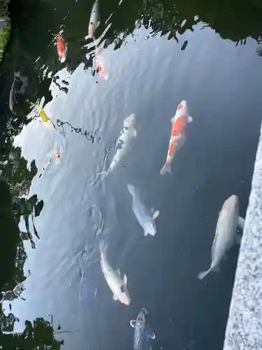 豊川閣　妙厳寺の動物