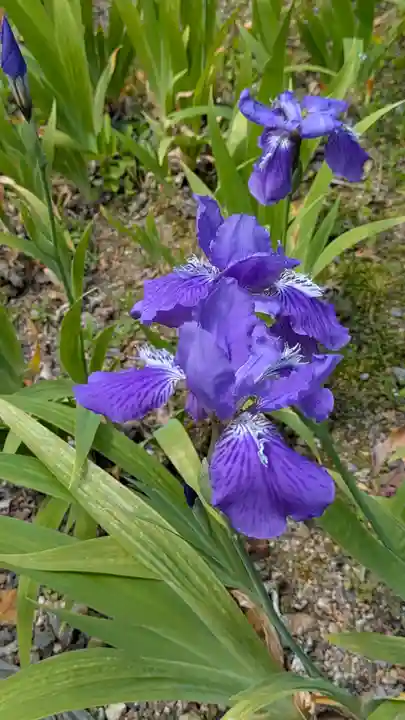 得浄明院(善光寺別院)(京都府)