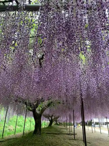 天台宗 五大山 白毫寺の自然